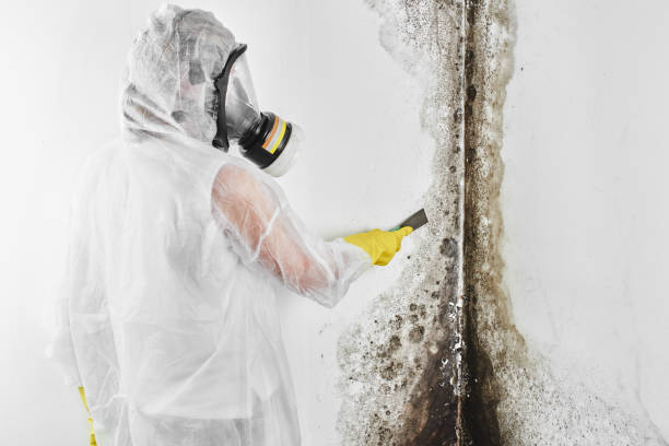 Best Mold Removal and Inspection  in Henryetta, OK