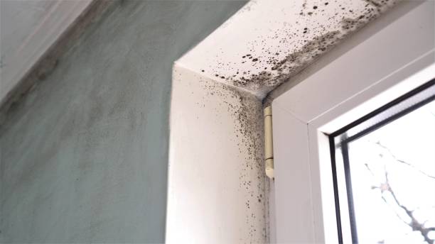 Best Home Mold Removal  in Henryetta, OK