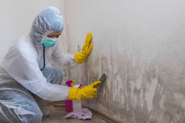 Best Office Mold Removal Services  in Henryetta, OK