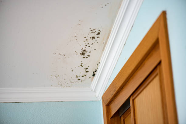 Best Mold Cleaning Services  in Henryetta, OK