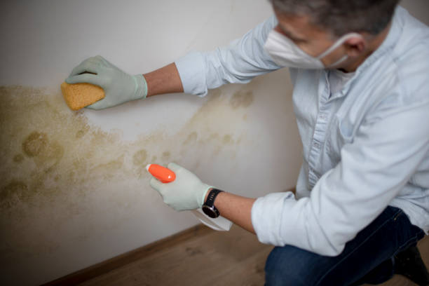 Best Mold Remediation Experts  in Henryetta, OK