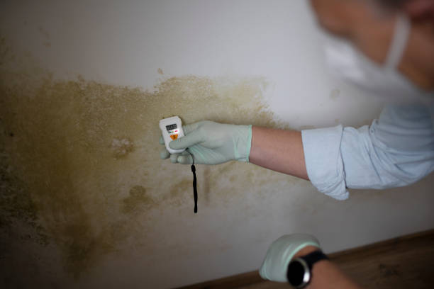 Best Certified Mold Removal  in Henryetta, OK