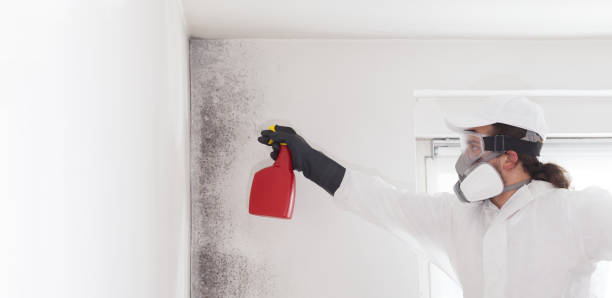 Professional Mold Removal in Henryetta, OK