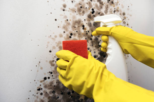 Best Mold Removal Company Near Me  in Henryetta, OK